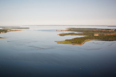 Aerial view of body of water. Small inlets and land protrusions appear on the left and right side of the picture. Oyster leases are visible in the centre of the picture and to the right. They appear as a series of floating buoys and gear.