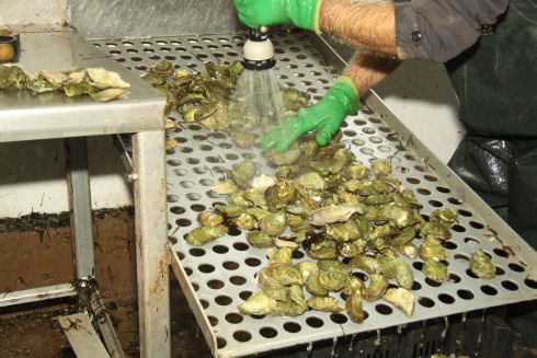 Green coloured oysters are being washed with water. They are sitting on a metal sheet with round holes cut in it. 
