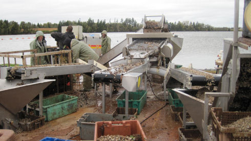 Four men, dressed in rain gear, are shown operating a mechanical oyster grading system near a body of water. Small oyster seed is being delivered to small bins via three different conveyor belts. 