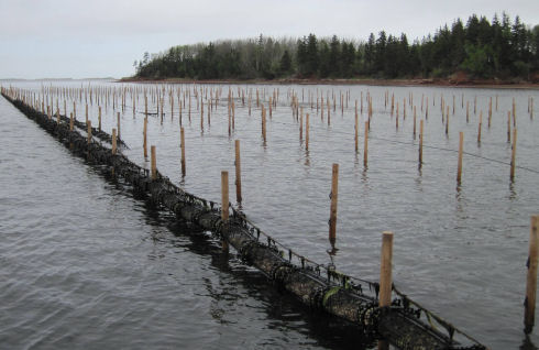 There are a series of large wooden stakes that have been driven into the bottom of the shallow river. The stakes are positioned in straight lines. The line of stakes closest has many plastic bags lifted out of the water. 