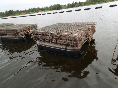 Close-up of two large oyster cages. They appear as a large wire structure that is out of the water and resting on two large black floats.
