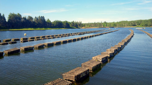 Three rows of floating plastic oyster bags are visible. The shoreline, with grass and trees is visible in the background