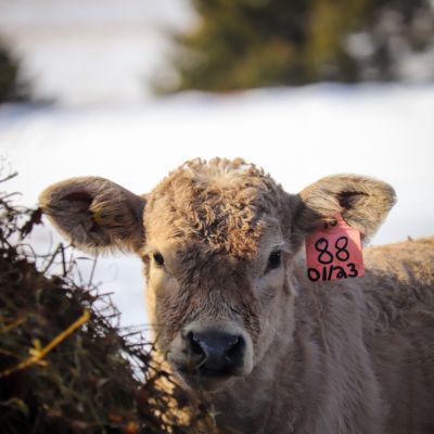 image of a cow with a tagged ear