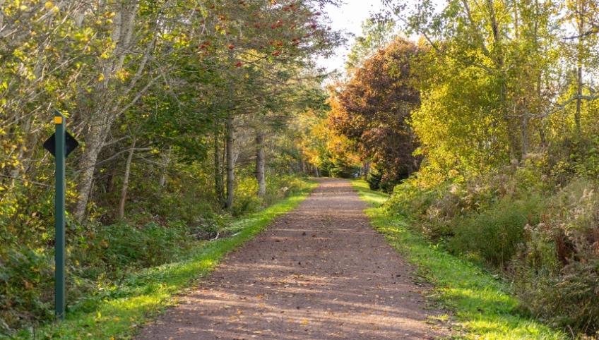 image of a walking trail with trees on both sides