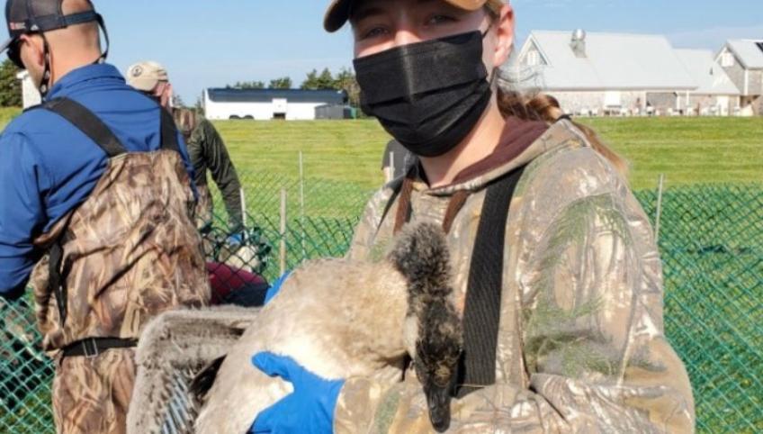 image of girl holding goose