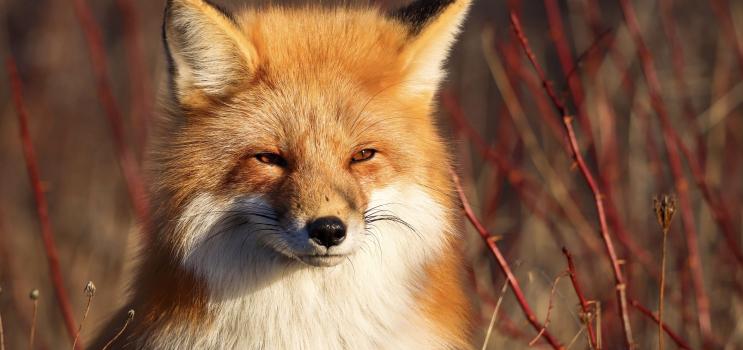 Red Fox (Photo: Spencer Haakman)