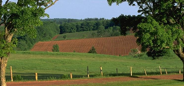 fields and trees