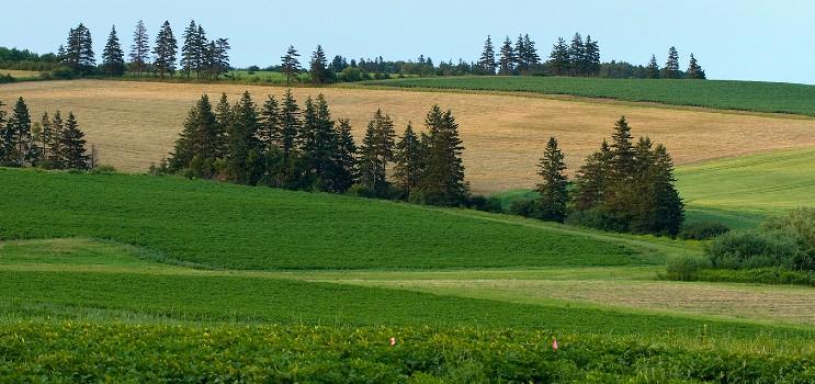 field and trees in Prince Edward Island
