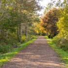 image of a walking trail with trees on both sides