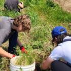  image de trois personnes plantant de l’herbe près d’un étang